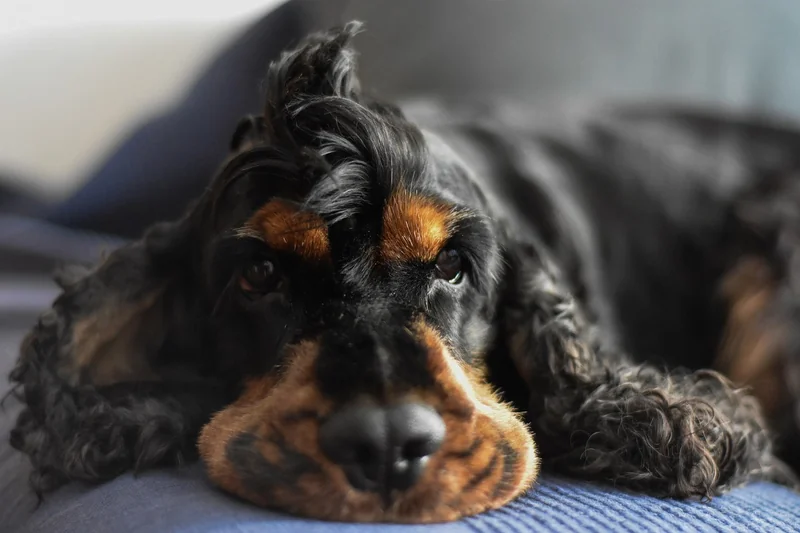 Hunde erlaubt? Ja, aber mit Einschränkungen