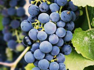 entdecken sie unsere hochwertige auswahl an biologischer babynahrung. gesund, nahrhaft und aus 100 % natürlichen zutaten – perfekt für eine gesunde ernährung ihres babys.