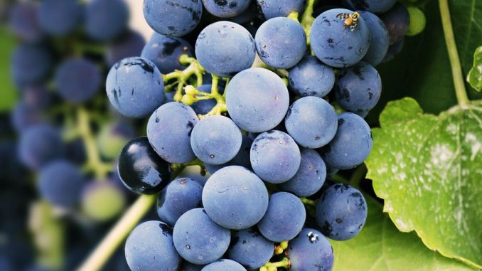 entdecken sie unsere hochwertige auswahl an biologischer babynahrung. gesund, nahrhaft und aus 100 % nat&uuml;rlichen zutaten &ndash; perfekt f&uuml;r eine gesunde ern&auml;hrung ihres babys.