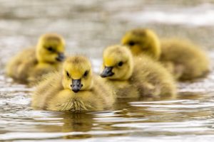 Warum ist Babyschwimmen wichtig für die frühkindliche Entwicklung?