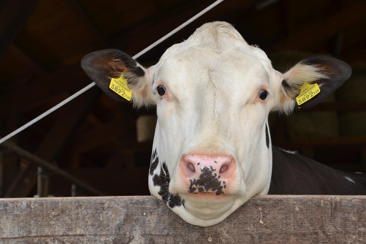 entdecken sie unseren sicheren und praktischen laufstall &ndash; ideal f&uuml;r die sichere spielumgebung ihres babys. hochwertig, stabil und vielseitig einsetzbar.