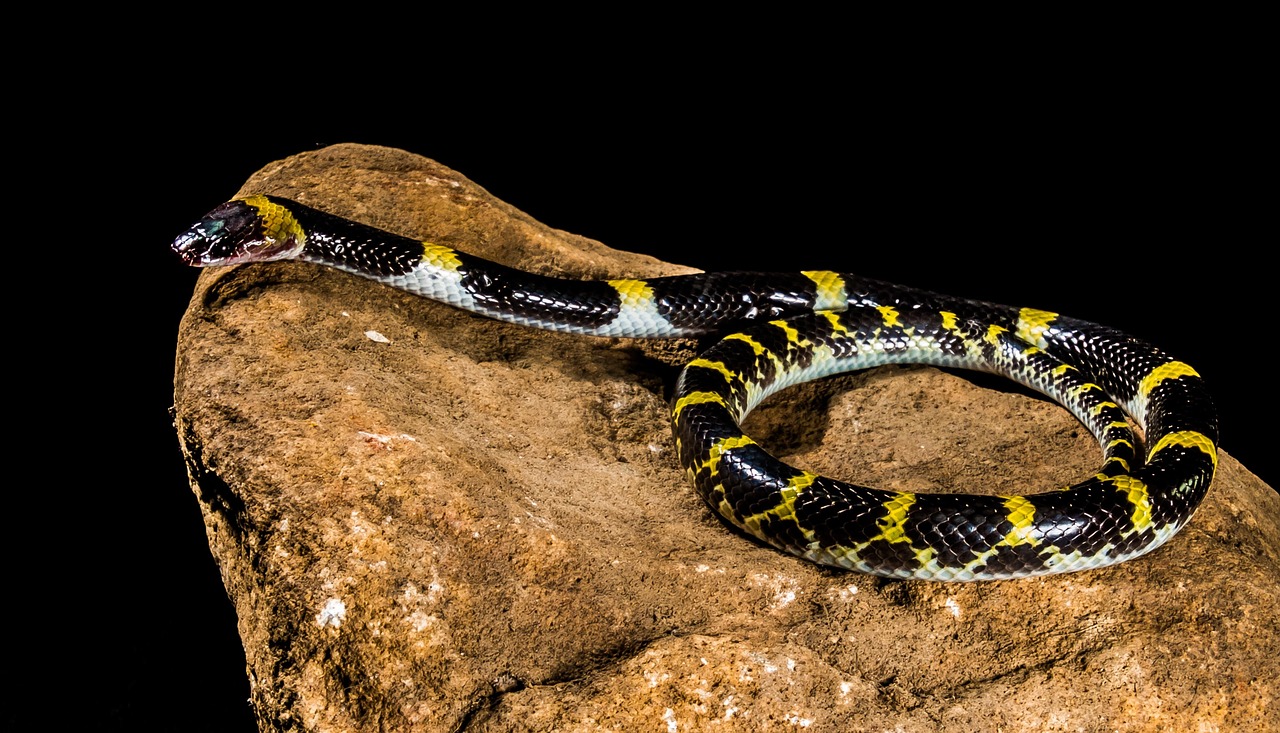 umweltfreundlicher, ungiftiger klebstoff für sichere und nachhaltige anwendungen.