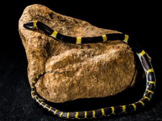 l&ouml;sungsmittelfreier, ungiftiger klebstoff f&uuml;r sichere und umweltfreundliche anwendungen.