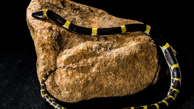 l&ouml;sungsmittelfreier, ungiftiger klebstoff f&uuml;r sichere und umweltfreundliche anwendungen.