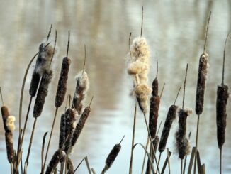 entdecken sie hochwertige pfeifenreiniger f&uuml;r effiziente reinigung und pflege. ideal zum entfernen von ablagerungen in pfeifen und anderen kleinen gegenst&auml;nden.