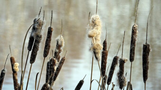 entdecken sie hochwertige pfeifenreiniger f&uuml;r effiziente reinigung und pflege. ideal zum entfernen von ablagerungen in pfeifen und anderen kleinen gegenst&auml;nden.